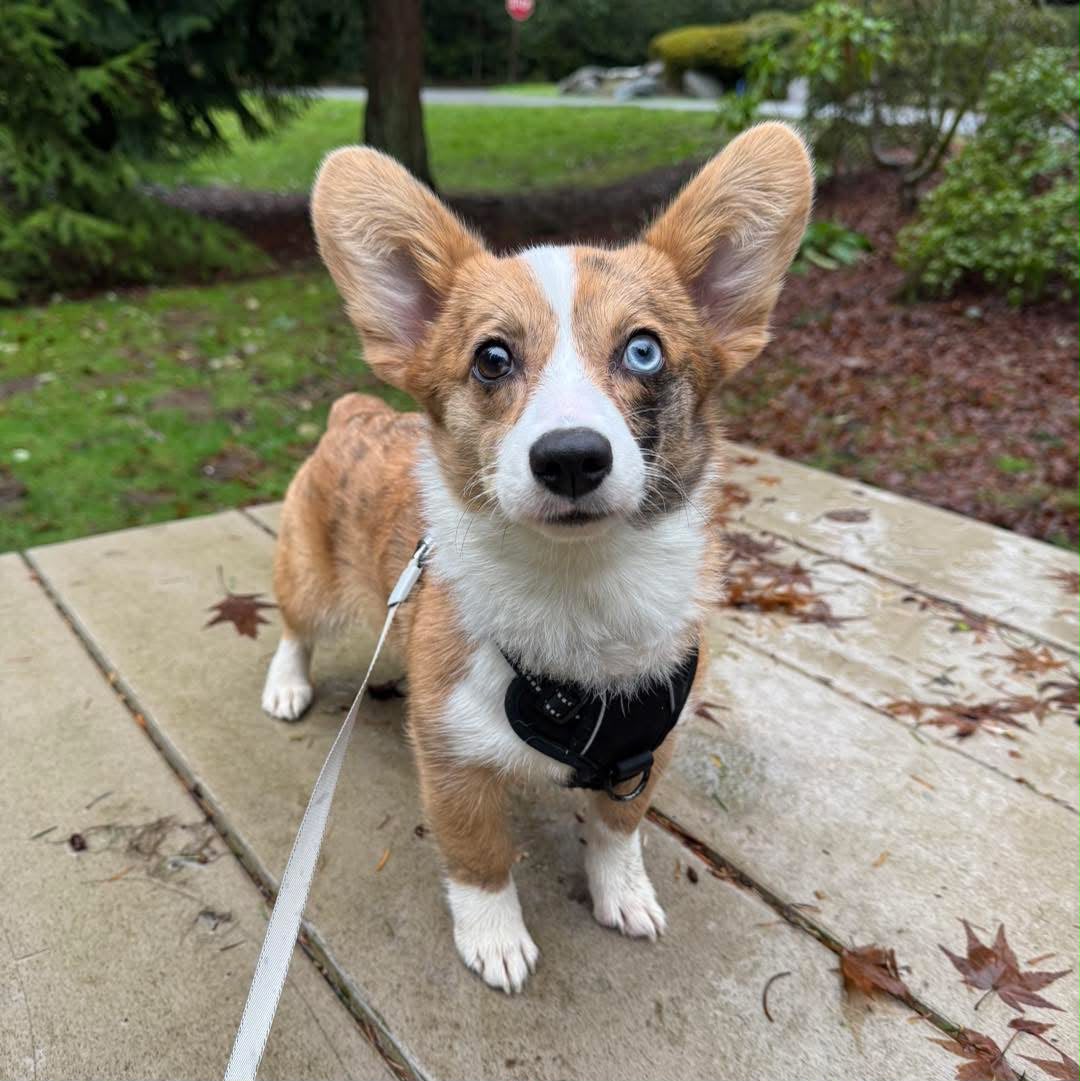Corgi full sprint recall training in open field