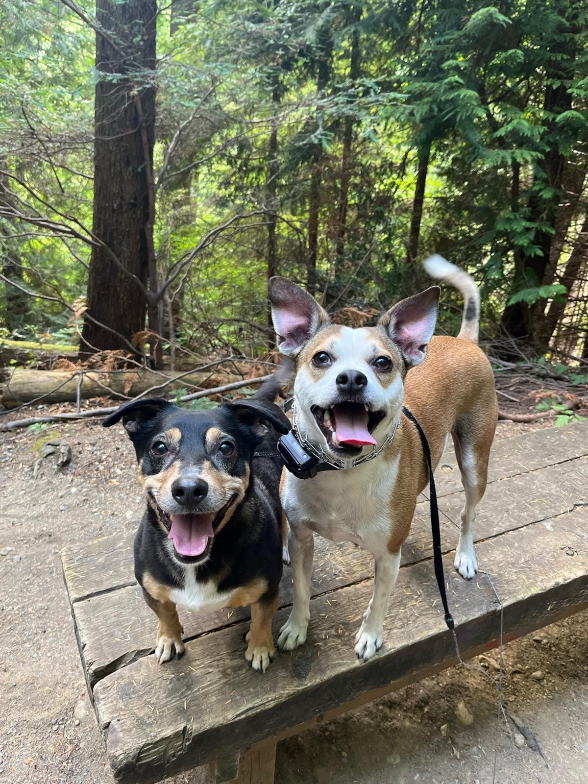 K9 Reform secure fenced yard in Everett Washington