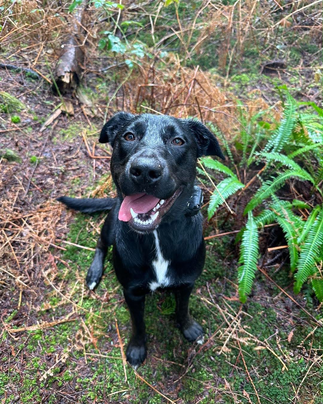Dog resting calmly on single-track fern trail