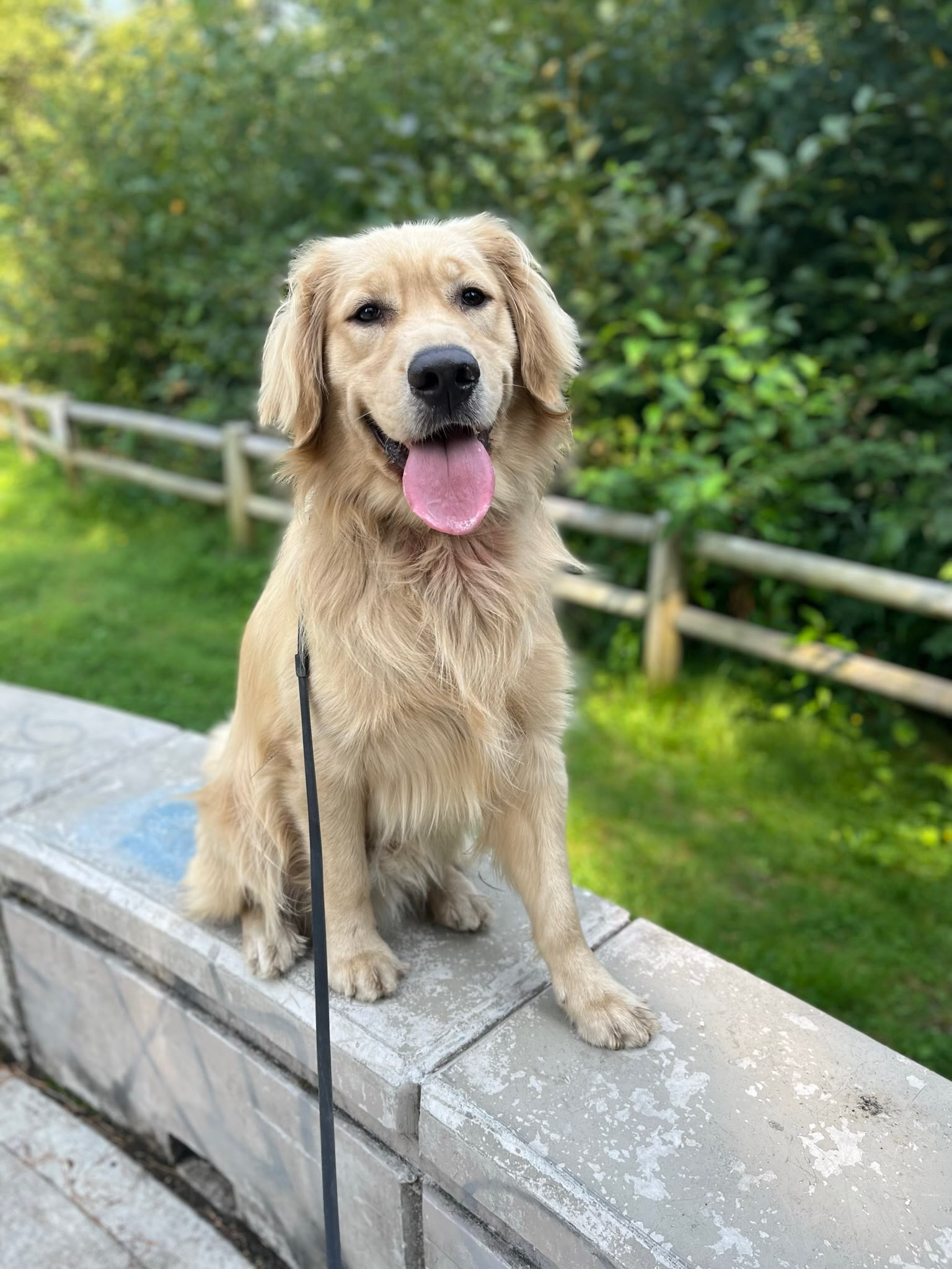 Golden Retriever sitting calmly in vast open grassy meadow