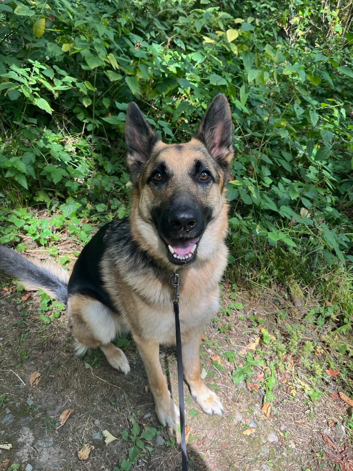 German Shepherd focused in lush Washington forest ferns