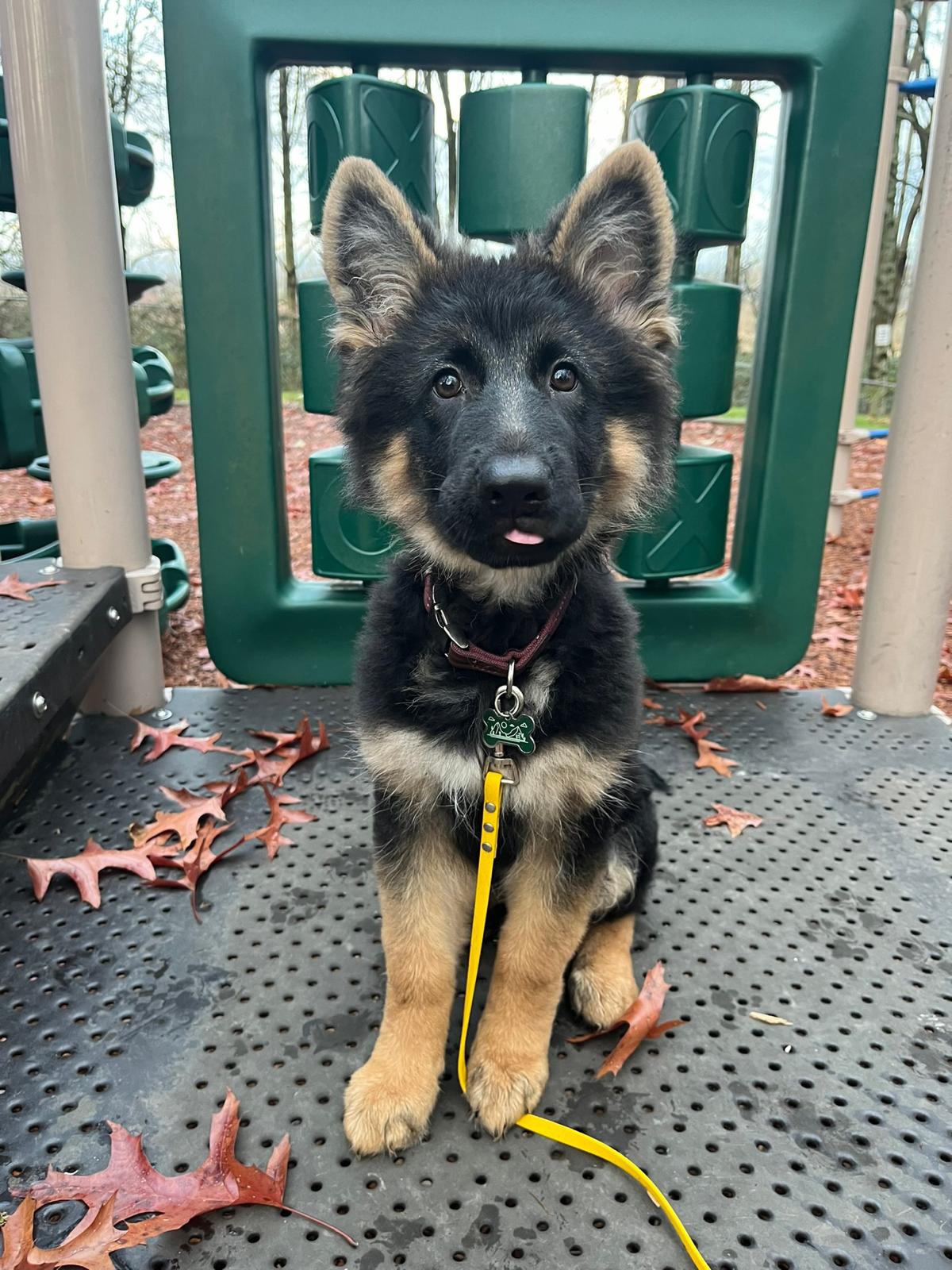 German Shepherd showing intense focus on handler on sidewalk
