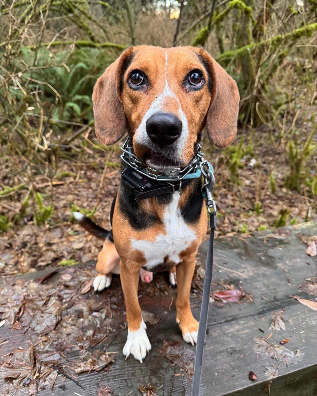 Hound dog hiking through mossy Pacific Northwest trail