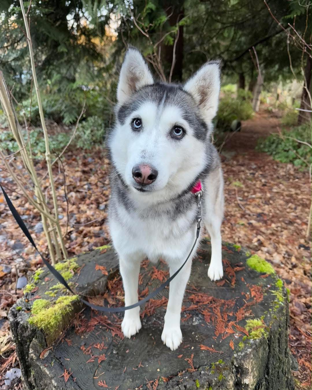 Husky obediently posing on PNW forest trail