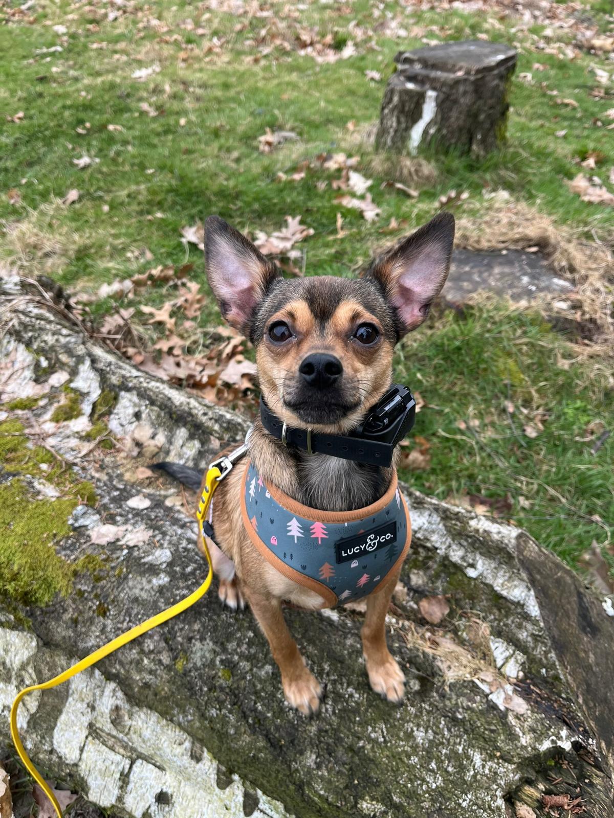 Dog holding place command on outdoor urban structure