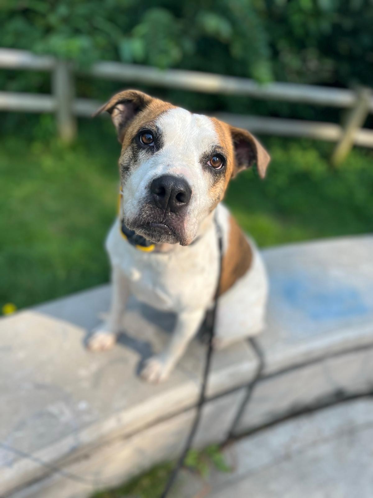 Open field distance obedience and recall training