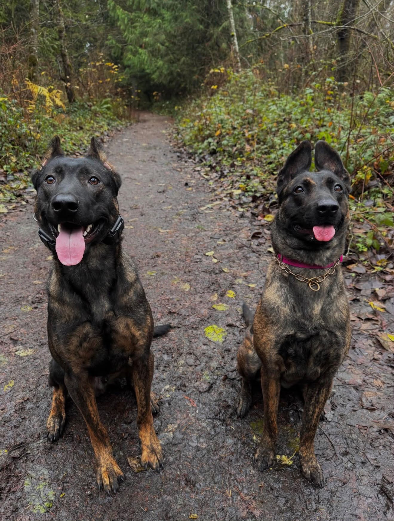 Rottweiler demonstrating composed manners on hiking trail