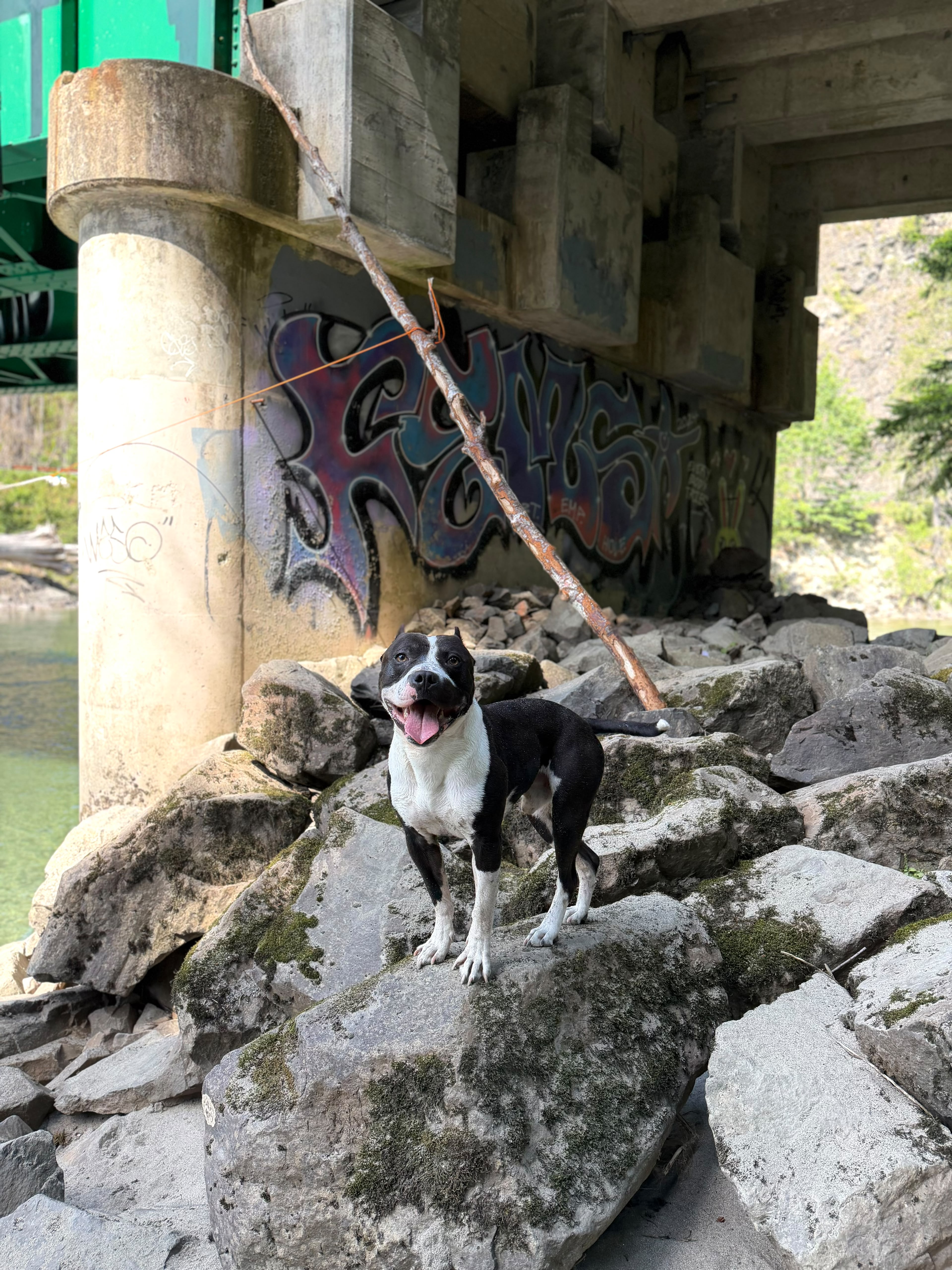 Dog training on scenic Pacific Northwest cliff in Washington