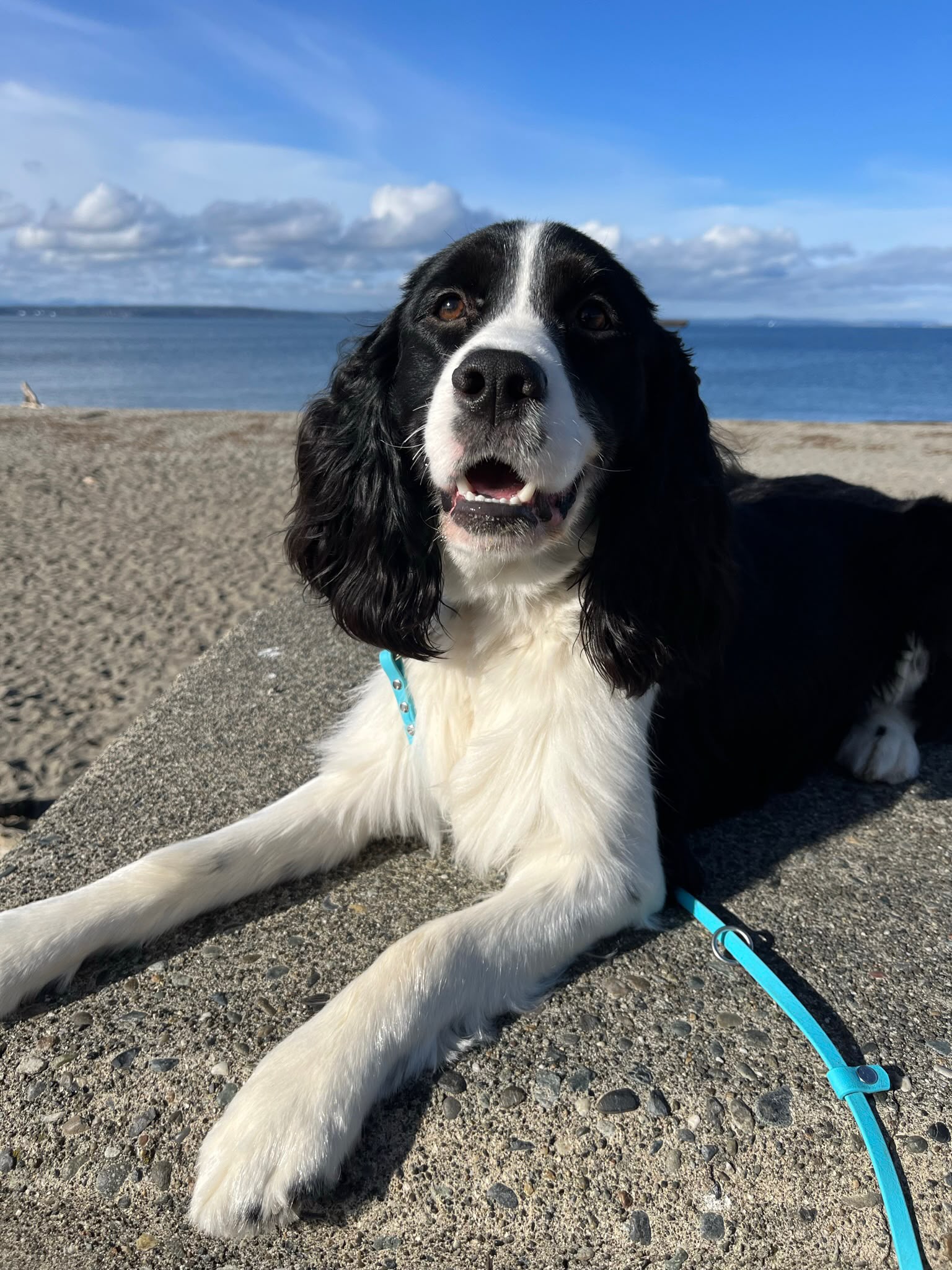 Dog calmly walking on pier over waterfront